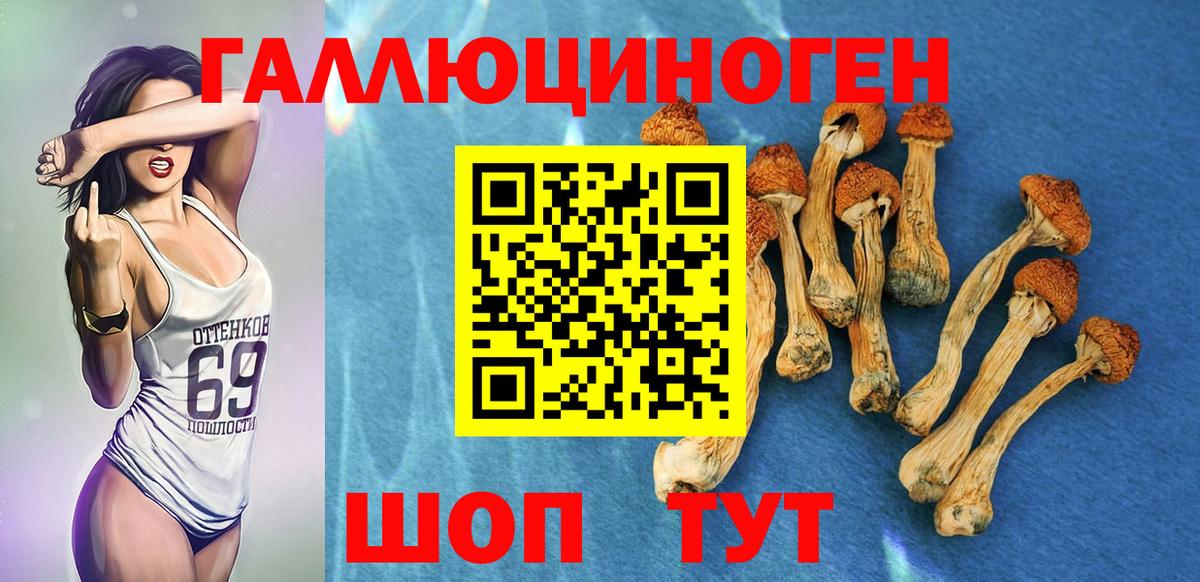 купить  сайты  Псилоцибиновые грибы GOLDEN TEACHER  Вход с VPN  Губаха 
